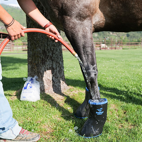 BOTTINE DE SOIN POUR CHEVAUX TAILLE L